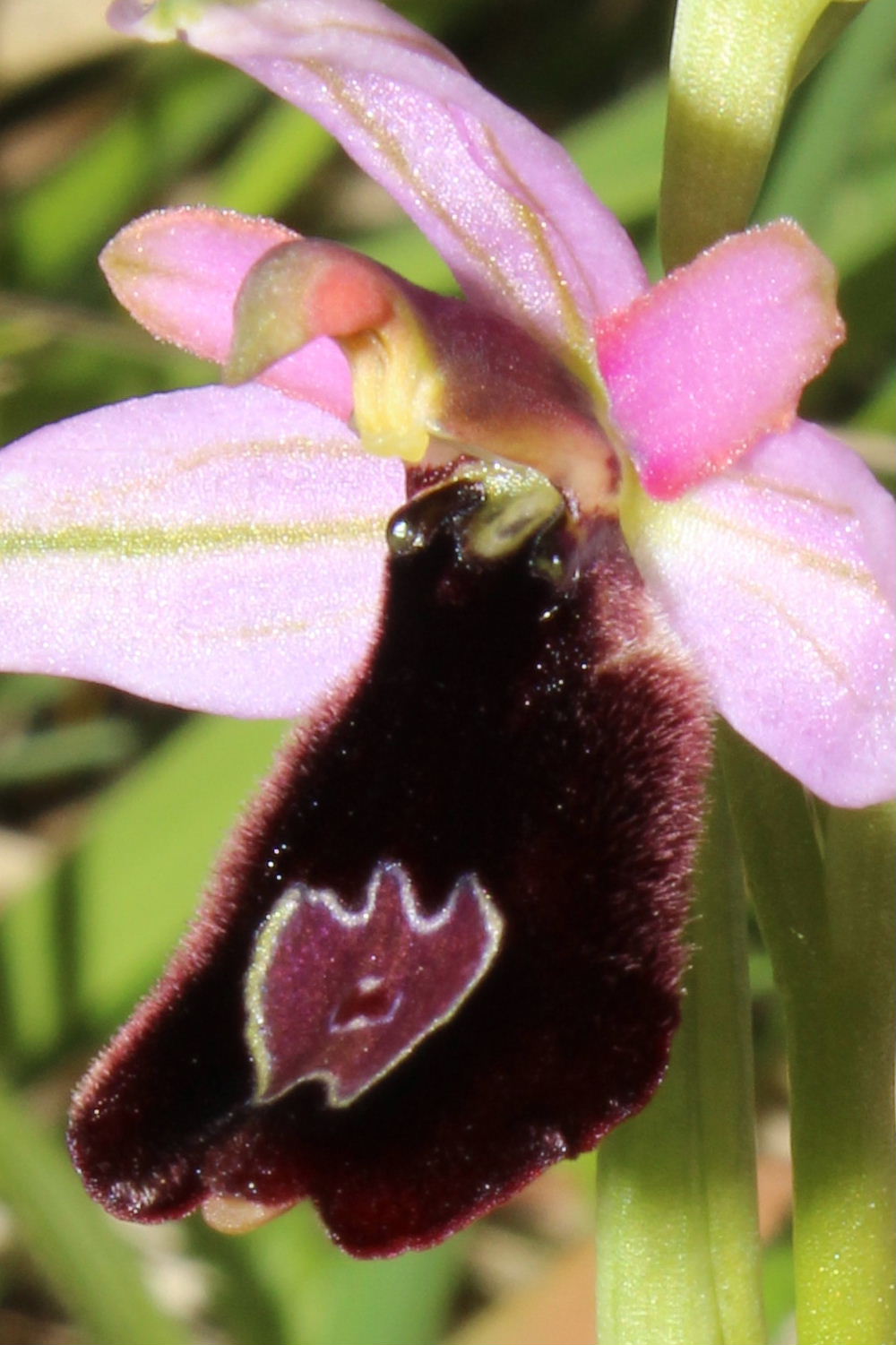 Ophrys romolinii o benacensis ??